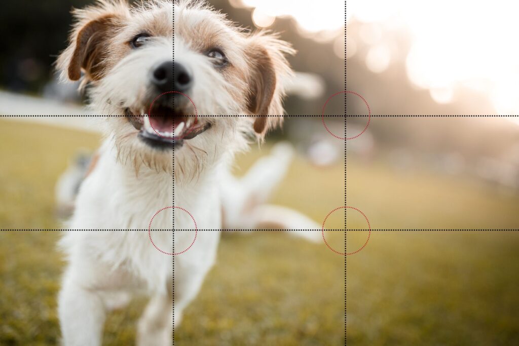 The Rule Of Thirds 1